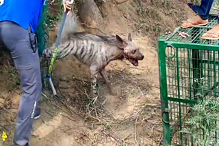 forest department rescued a hyena in mandawar sohna