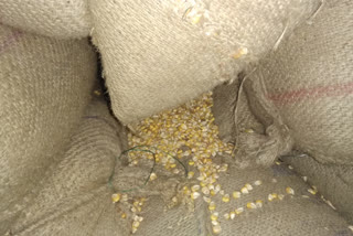 Ration smuggling behind corn supply in Jalpaiguri, arrested 1