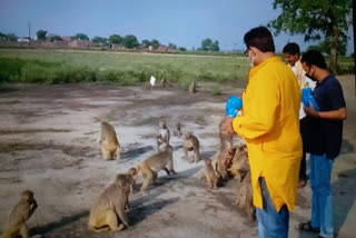 कांग्रेस के पूर्व प्रदेश महासचिव ने बंदरों को खिलाया खाना