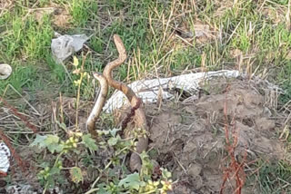 snake dancing on road