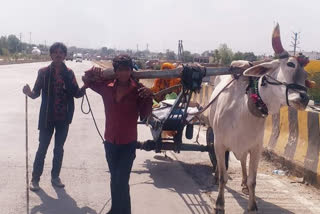 painful pictures of migration, A man pulling a bullock cart with a bull in indore