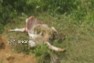 leopard attack  Continuously in valparai