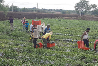 lockdown effect: farmers distressed without valuable prize to watermelon