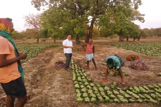 Tendu leaf collection work affected