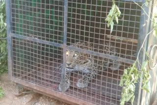 captured Cheeta