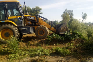 cannabis plants in Sundernagar