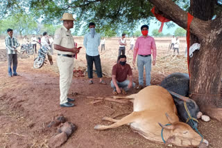 Two cattle sacrifice from premature rainfall in Bidar