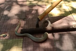 snake rescue in baroda block