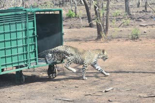 leopard get well in bhopal van vihar