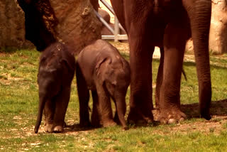 Baby elephant