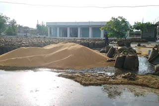 Mewat: Heavy damage to grain market wheat due to strong winds and rains