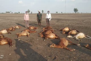 death of 62 sheep from poisoning at Gadag