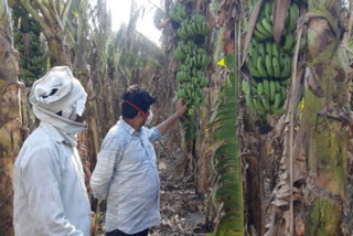 Inspection of damaged farms