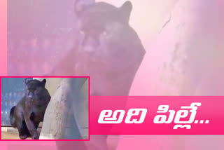 black panther in golkonda