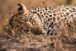 leopard spotted in in Mailardevpally  black panther spotted in Golconda  Hyderabad  Black panther leopard spotted in Hyderabad  ഹൈദരാബാദിൽ വിവിധ പ്രദേശങ്ങളിൽ പുലിയെ കണ്ടെത്തി  പുള്ളിപ്പുലിയേയും കരിമ്പുലിയേയും കണ്ടെത്തി