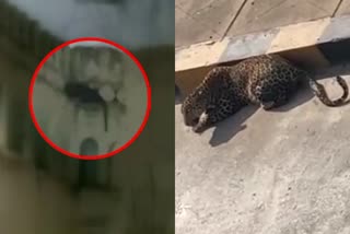 black panther spotted in hyderabad