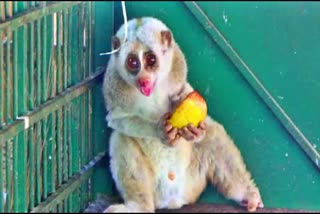 slow loris rescued in nagaon sapanala