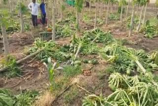 dipak walukar papaya orchard damaged