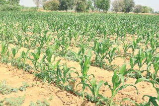 different-crops-in-kharif-season-in-kamareddy-district