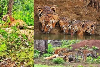 karnataka-the-tiger-crossing-the-road-with-the-cubs-video