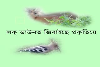 golaghat-lockdown-wild-animal-free-roaming