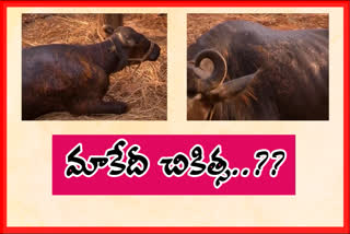cattle suffer from skin problems at rr venkatapuram