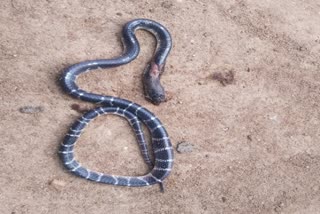 girl died due to snake bite in Simdega