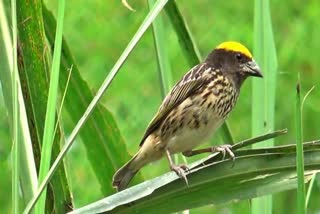 an endangered axotic bird of assam