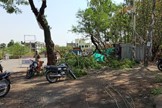 trees collapsed during heavy rain in satara