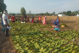 Collection of Tendu Leaves started in Kanker