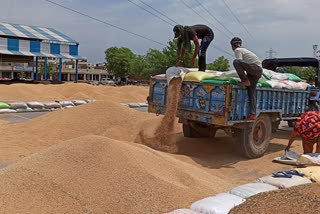 procurement  of wheat and mustard in bhiwani district