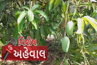 ગીરની શાન કેસર કેરીના સ્વાદથી વિદેશી રસીયા વંચિત રહેશે?  નહિવત નિકાસની શક્યતાઓ