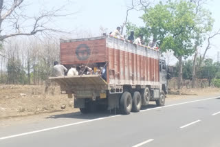 laborers being loaded into trucks