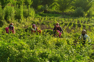 gardeners working In fields