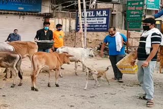 Team of youth providing food to animals in koderma