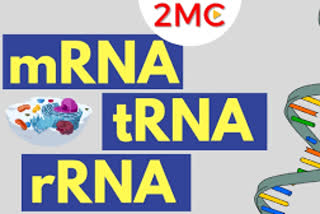 micro-rna-in-the-body