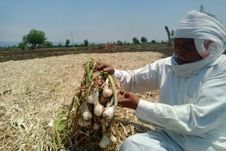 Loss of onion growers due to untimely rains