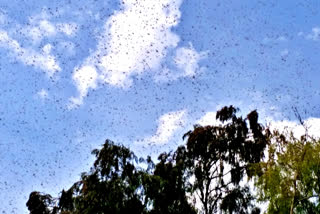 farmers in problem due to locust attack in ajmer