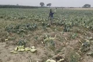 farmers unhappy due to not getting right price of vegetables in ganaur