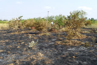 lemon garden at enkuru in khammam district got fire