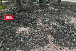 Farmers who cultivate mangoes suffered damage due to storm in Dhauladi Village Ghaziabad