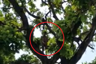 hanging body odisha mayurbhanj death andhra returnee andhra returnee death hanging from tree baripada newes odisha suicide news ഭുവനേഷ്വർ ഒഡീഷ Andhra Pradesh ദെങ്കുധ പ്രദേശം