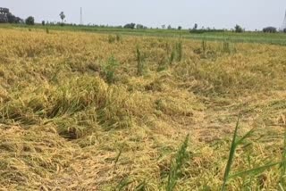 farmers who grow paddy without labor