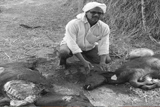 Two buffalo calves died in leopard attack in rangareddy district