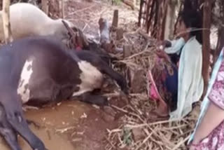 two bulls killed in lightning strike in sangareddy district