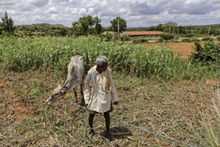 Big bang agri reforms: Central law to give free market access to farmers business news FM Sitharaman ന്യൂഡൽഹി കാർഷിക വിള വിപണന സമതി എപി‌എം‌സി ധനമന്ത്രി നിർമല സീതാരാമൻ മാൻ‌ഡി കൺകറന്‍റ് ലിസ്റ്റ്