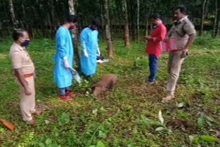 Pathanamthitta implemented the order to kill wild bear  അക്രമകാരികളായ കാട്ടുപന്നികള്‍  കാട്ടുപന്നികള്‍  പത്തനംതിട്ട വാര്‍ത്തകള്‍  കോന്നി വാര്‍ത്തകള്‍  Pathanamthitta