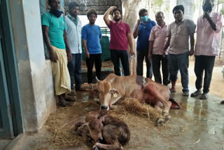 cow  ceaserian at kalyanadurgam