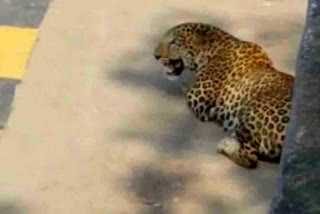 Leopard spotted resting on the road near Katedan underbridge at Mylardevpalli