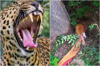 leopard attack in ramanagara